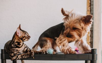 How to Choose the Right Toys for Your Dog or Cat