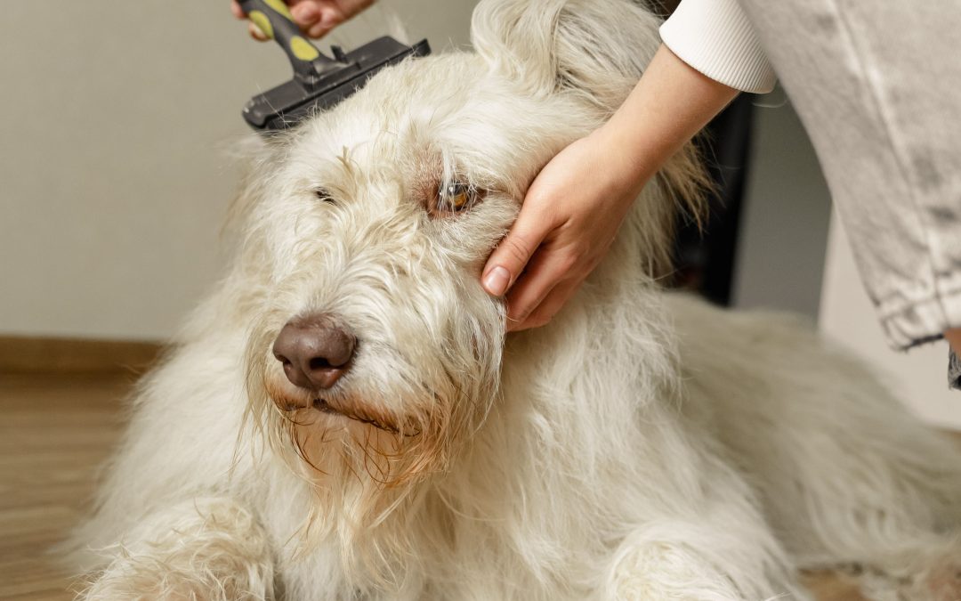 The Best Grooming Tools for Keeping Pets Clean and Comfortable