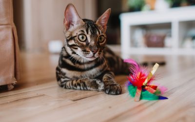 Why Interactive Pet Toys Are Great for Mental and Physical Enrichment
