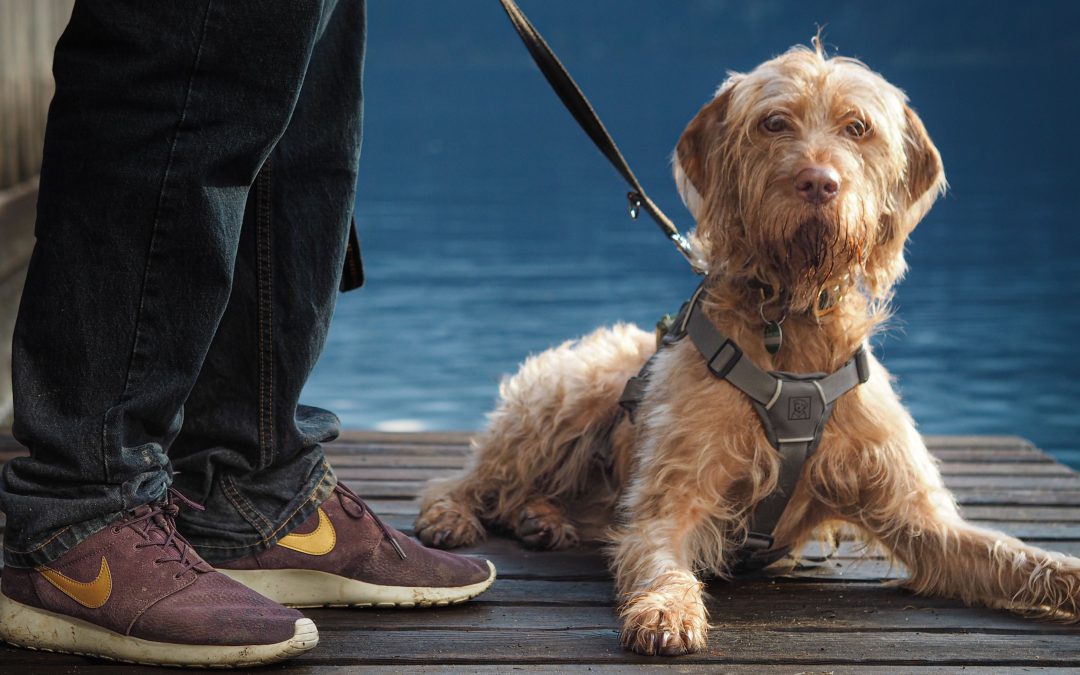 Essential Walking Gear Every Dog Owner Should Have