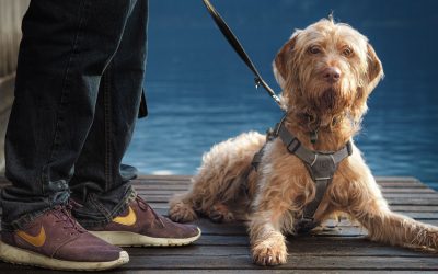 Essential Walking Gear Every Dog Owner Should Have