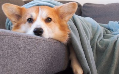 How to Create a Comfortable and Pet-Friendly Home