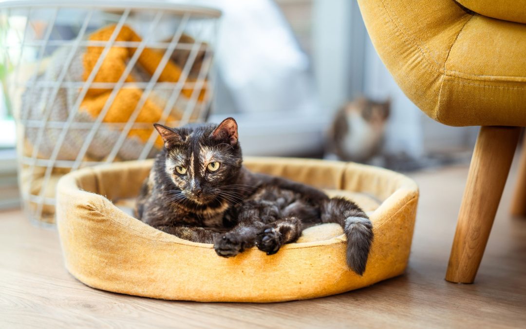 Choosing the Best Pet Bed for Your Furry Friend