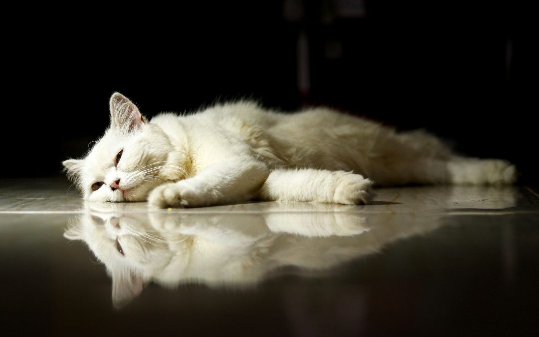 Fun Ways to Keep Pets Active and Entertained Indoors