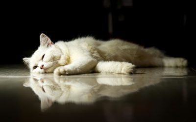 Fun Ways to Keep Pets Active and Entertained Indoors