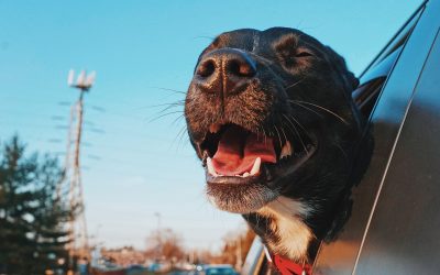 Pet Travel Essentials for Happy and Stress-Free Adventures