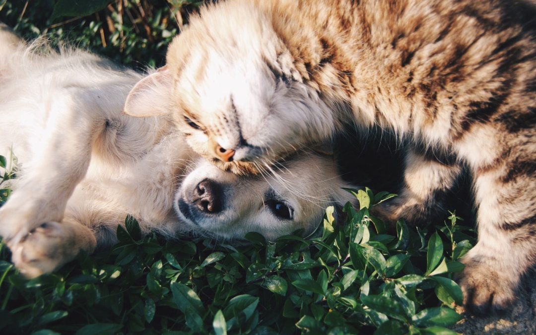 How Regular Playtime Boosts Your Pet’s Well-being