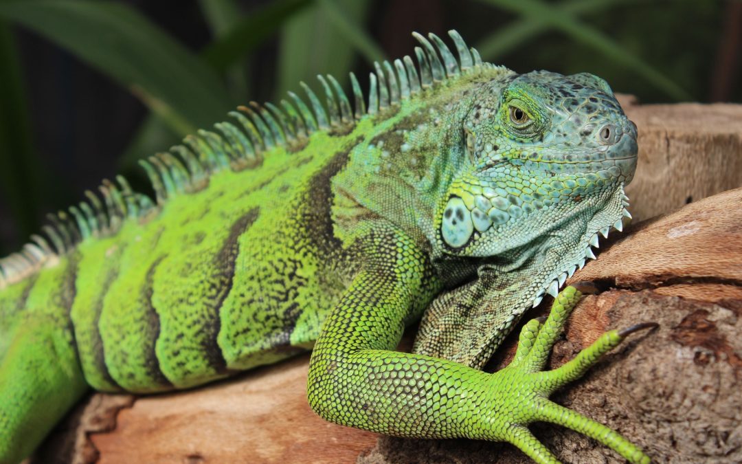 Expert Tips for Reptile and Amphibian Tank Setups