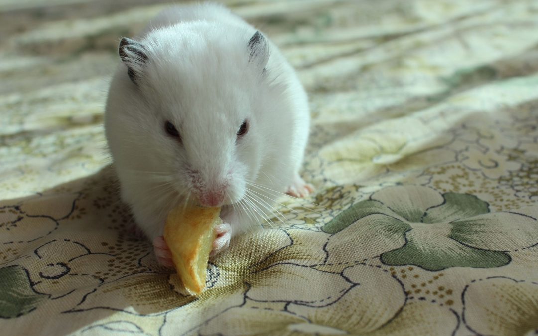 Enhancing Small Mammals’ Lives with Engaging Play Ideas
