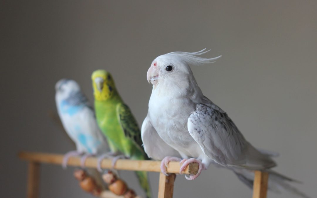 Enhance Your Bird’s Space with Perfect Accessories