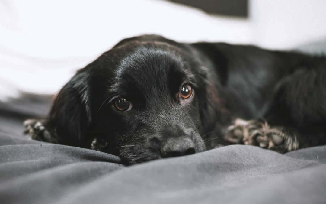 Discover Anxiety-Relief Products for Your Beloved Pets
